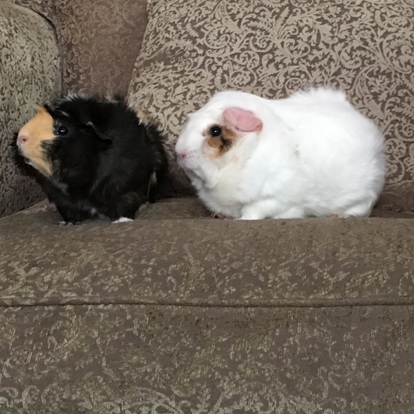 Meet your Posher, Heather - Picture 1 of 1